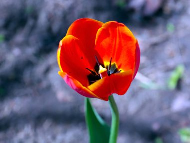 Güzel bahçe laleleri park alanının dekorasyonu için.