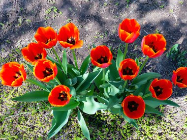 Güzel bahçe laleleri park alanının dekorasyonu için.