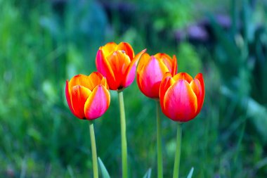 Güzel bahçe laleleri park alanının dekorasyonu için.