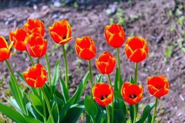 Güzel bahçe laleleri park alanının dekorasyonu için.