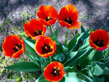 Güzel bahçe laleleri park alanının dekorasyonu için.