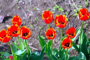 Güzel bahçe laleleri park alanının dekorasyonu için.