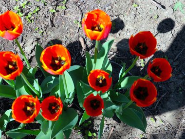 Güzel bahçe laleleri park alanının dekorasyonu için.