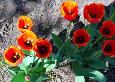 Güzel bahçe laleleri park alanının dekorasyonu için.