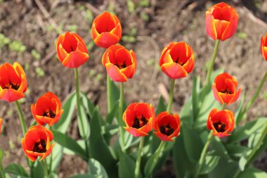 Güzel bahçe laleleri park alanının dekorasyonu için.