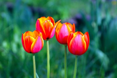 Güzel bahçe laleleri park alanının dekorasyonu için.