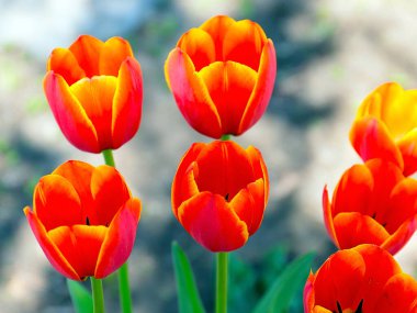 Güzel bahçe laleleri park alanının dekorasyonu için.