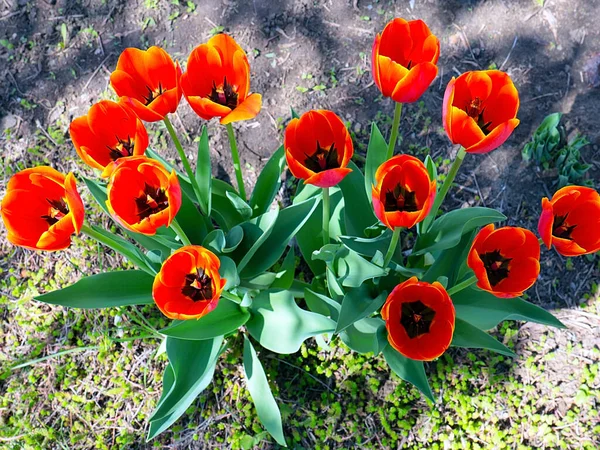 Güzel bahçe laleleri park alanının dekorasyonu için.