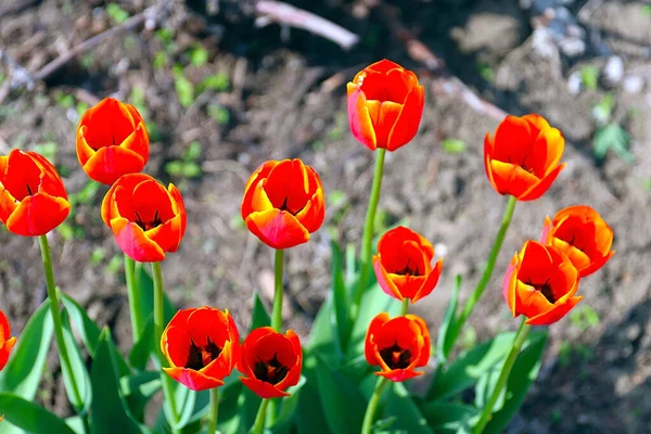 Güzel bahçe laleleri park alanının dekorasyonu için.