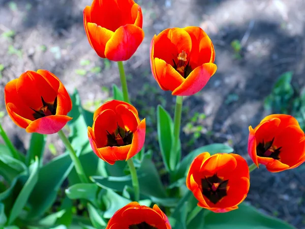Güzel bahçe laleleri park alanının dekorasyonu için.