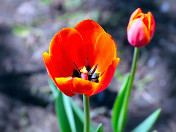 Bellissimi Tulipani Giardino Come Decorazione Dell Area Del Parco — Foto Stock