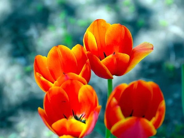 Bellissimi Tulipani Giardino Come Decorazione Dell Area Del Parco — Foto Stock