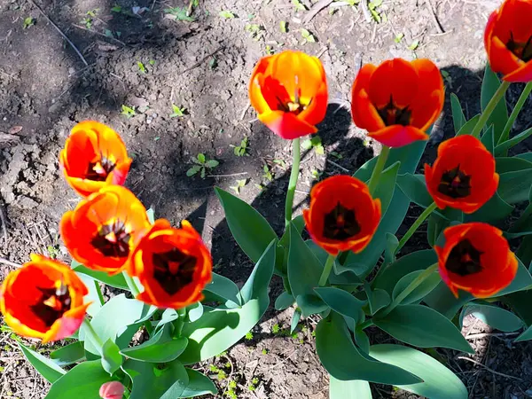 Güzel bahçe laleleri park alanının dekorasyonu için.