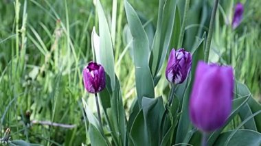 Güzel mor çiçekler Park sokağında laleler