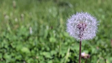 Güzel kır çiçekleri Park sokağında karahindibalar