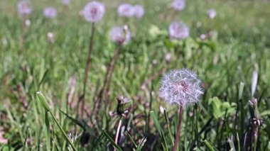 Güzel kır çiçekleri Park sokağında karahindibalar