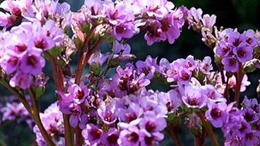 Şifalı bitki badan (bergenia) familyasının saxifragaceae köklerinde güzel kırmızı çiçekler.