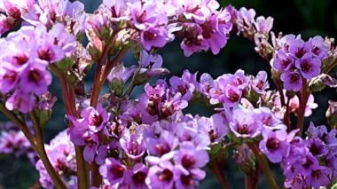 Şifalı bitki badan (bergenia) familyasının saxifragaceae köklerinde güzel kırmızı çiçekler.