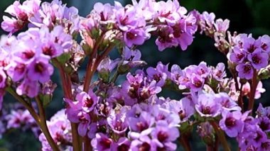 Şifalı bitki badan (bergenia) familyasının saxifragaceae köklerinde güzel kırmızı çiçekler.
