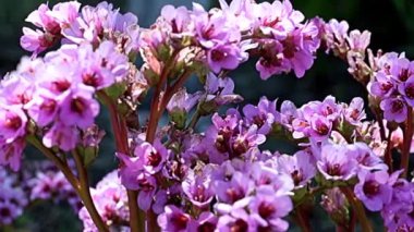 Şifalı bitki badan (bergenia) familyasının saxifragaceae köklerinde güzel kırmızı çiçekler.
