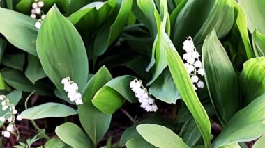 Güzel, ender bulunan çiçekleri vadideki zambakları.