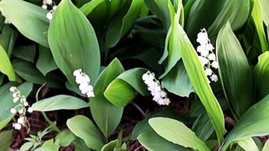 Güzel, ender bulunan çiçekleri vadideki zambakları.