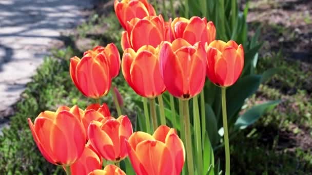 Tulip Merah Yang Indah Sebagai Dekorasi Dari Area Taman — Stok Video