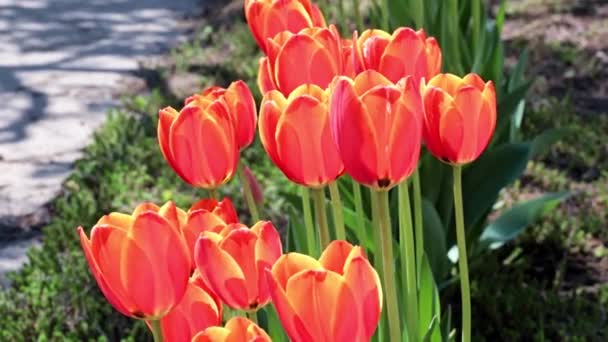 Beautiful Red Tulips Decoration Park Area — Stock Video