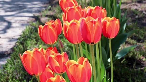 Beautiful Red Tulips Decoration Park Area — Stock Video