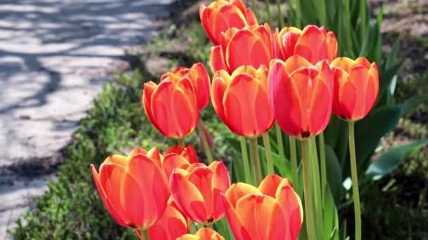 Tulipas Vermelhas Bonitas Como Uma Decoração Área Parque — Vídeo de Stock