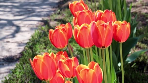 Bellissimi Tulipani Rossi Come Decorazione Dell Area Del Parco — Video Stock