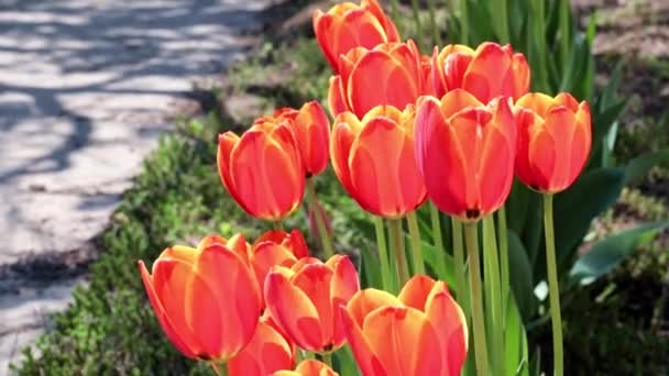 Mooie Rode Tulpen Als Decoratie Van Het Parkgebied — Stockvideo