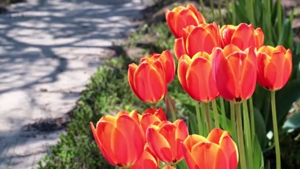 gyönyörű piros tulipán, mint egy dekoráció a park területén