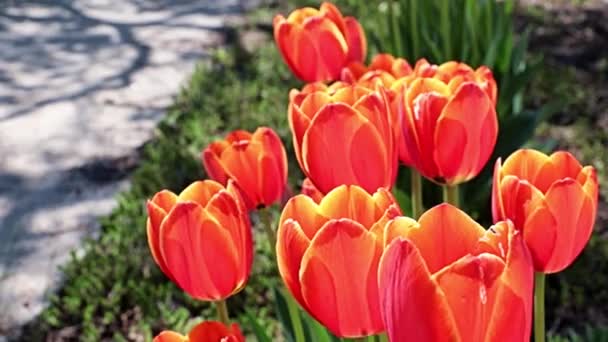 Mooie Rode Tulpen Als Decoratie Van Het Parkgebied — Stockvideo