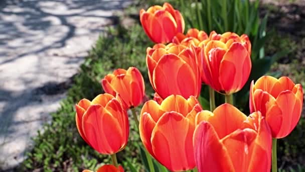 Mooie Rode Tulpen Als Decoratie Van Het Parkgebied — Stockvideo