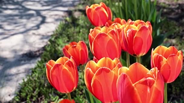 Mooie Rode Tulpen Als Decoratie Van Het Parkgebied — Stockvideo