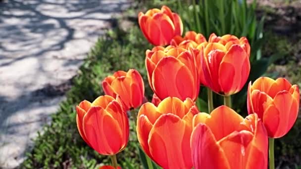 美丽的红色郁金香作为园区的装饰 — 图库视频影像