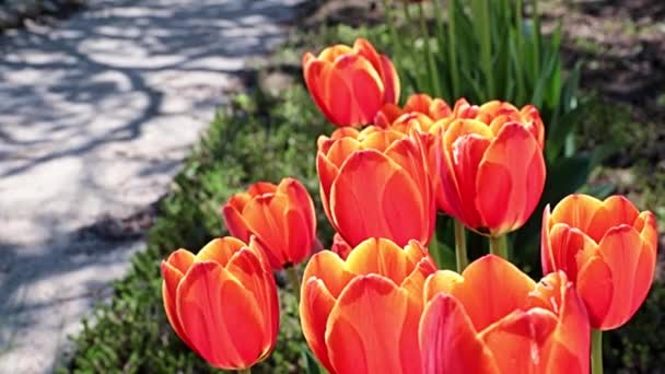 Mooie Rode Tulpen Als Decoratie Van Het Parkgebied — Stockvideo