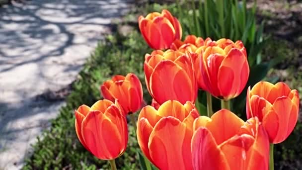 Mooie Rode Tulpen Als Decoratie Van Het Parkgebied — Stockvideo