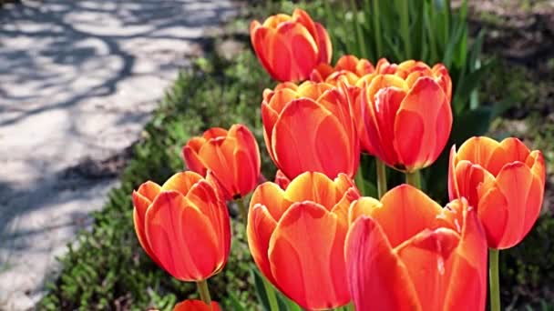 Mooie Rode Tulpen Als Decoratie Van Het Parkgebied — Stockvideo