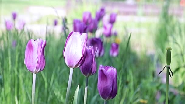 Belles Tulipes Fleurs Violettes Inhabituelles Sur Allée Parc — Video
