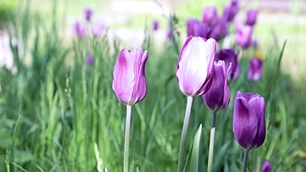 Güzel Mor Çiçekler Park Sokağında Laleler — Stok video