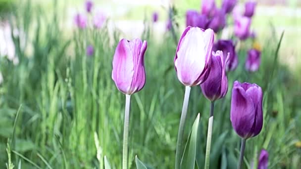 公園の路地にある珍しい紫色の花チューリップ — ストック動画