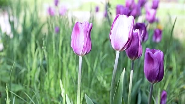 公园小巷上美丽的不同寻常的紫色花郁金香 — 图库视频影像
