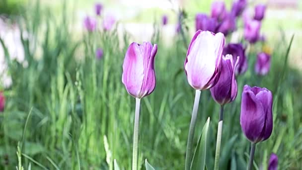 Hermosas Flores Moradas Inusuales Tulipanes Callejón Del Parque — Vídeos de Stock