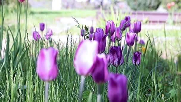 Hermosas Flores Moradas Inusuales Tulipanes Callejón Del Parque — Vídeo de stock