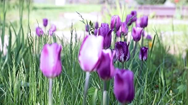 Hermosas Flores Moradas Inusuales Tulipanes Callejón Del Parque — Vídeo de stock