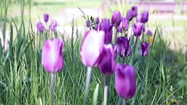 Bellissimi Insoliti Fiori Viola Tulipani Sul Vicolo Del Parco — Video Stock