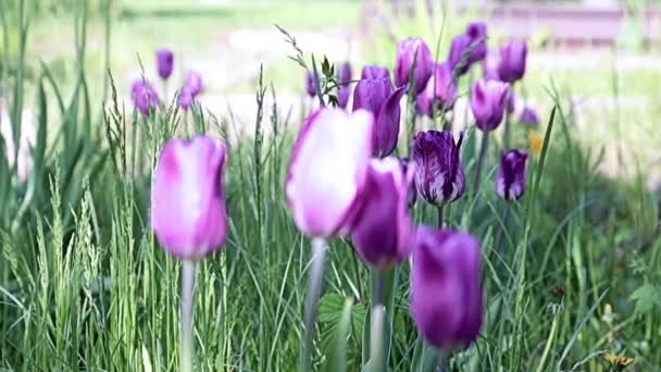 Hermosas Flores Moradas Inusuales Tulipanes Callejón Del Parque — Vídeo de stock