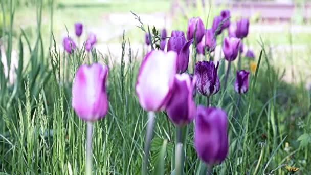krásné neobvyklé fialové květy tulipány na aleji parku